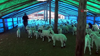 Şavak aşireti göçebe çobanlık yaparak geçimlerini sağlıyor