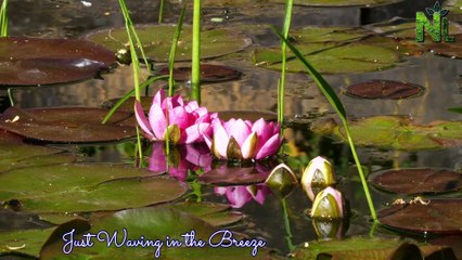 Breathtaking Colors of Nature in world II Beautiful Flowers - imagine the beauty of nature, FLOWERS