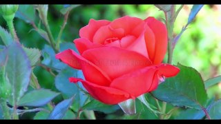 Blooming Flowers Time Lapse with Relaxing Sleep Music I Most Beautiful Flowers Growing with Meditation Music