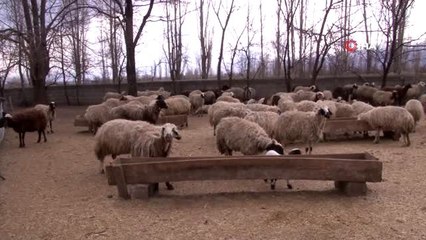 Şavak aşireti göçebe çobanlık yaparak geçimlerini sağlıyor
