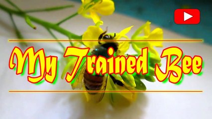 My Trained bee,can do anything | This Bee is DIFFERENT | #animalgottalent | #seesomethingnew