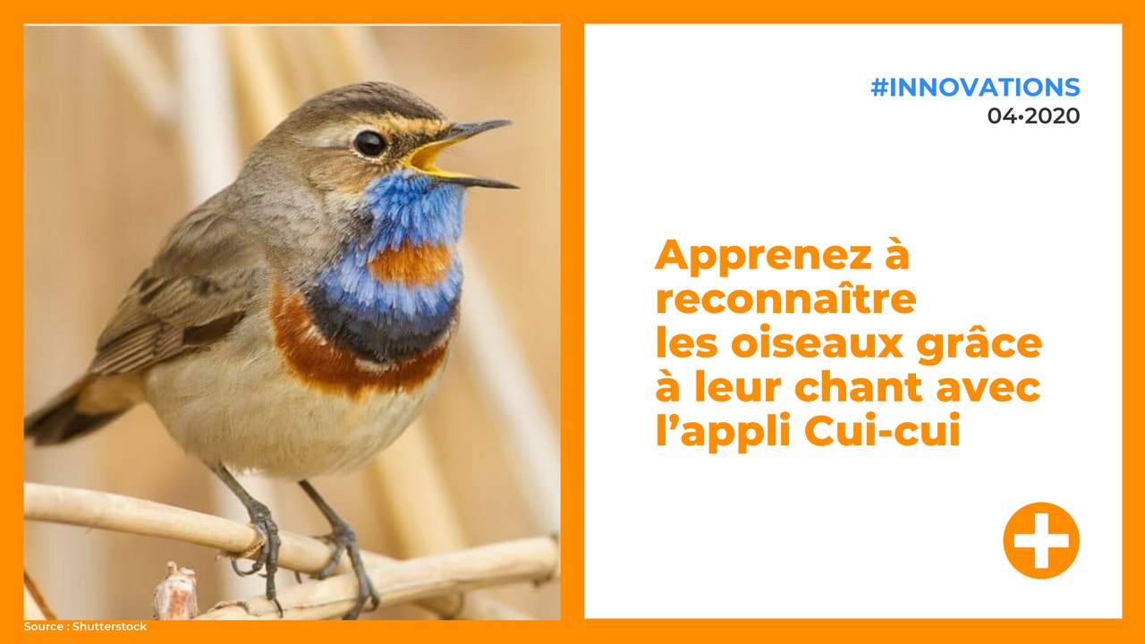Apprenez à reconnaître les oiseaux grâce à leur chant avec l’appli Cui-cui
