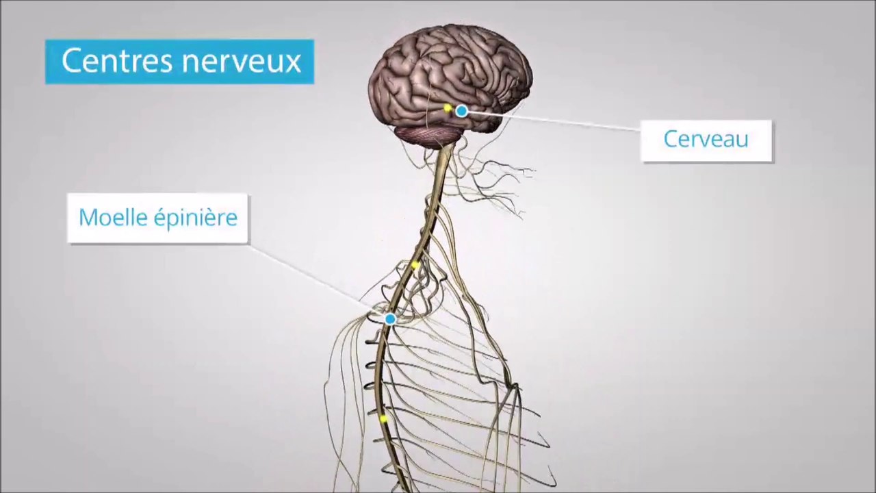 Les organes du système nerveux (extrait Corpus Canopé)