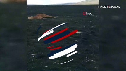 Köye inen kurtlar büyükbaş hayvanları telef etti