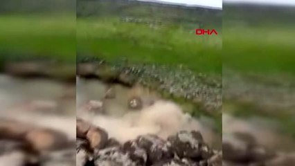 ŞANLIURFA-Kepçenin dereye devrilme anı kamerada