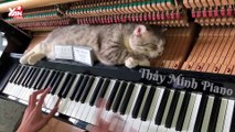 Mèo béo thu hút CĐM khi nằm yên nghe đàn