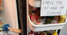 « Vérifiez la patte du chat avant de fermer » : le panneau original affiché dans le frigo des propriétaires d'un chat malin