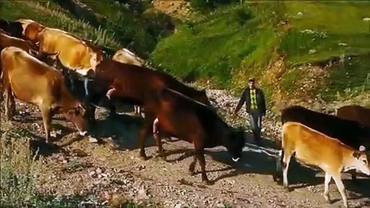 علي هدير البوسطه موسيقي