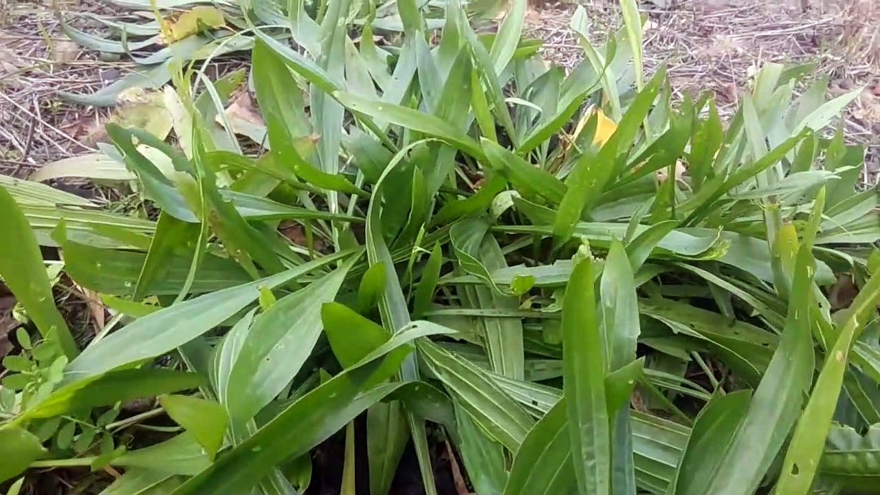 Şifalı bitkilerden dar yapraklı sinirli otu faydaları cilt hastalıklarına karşı sinirli ot faydaları