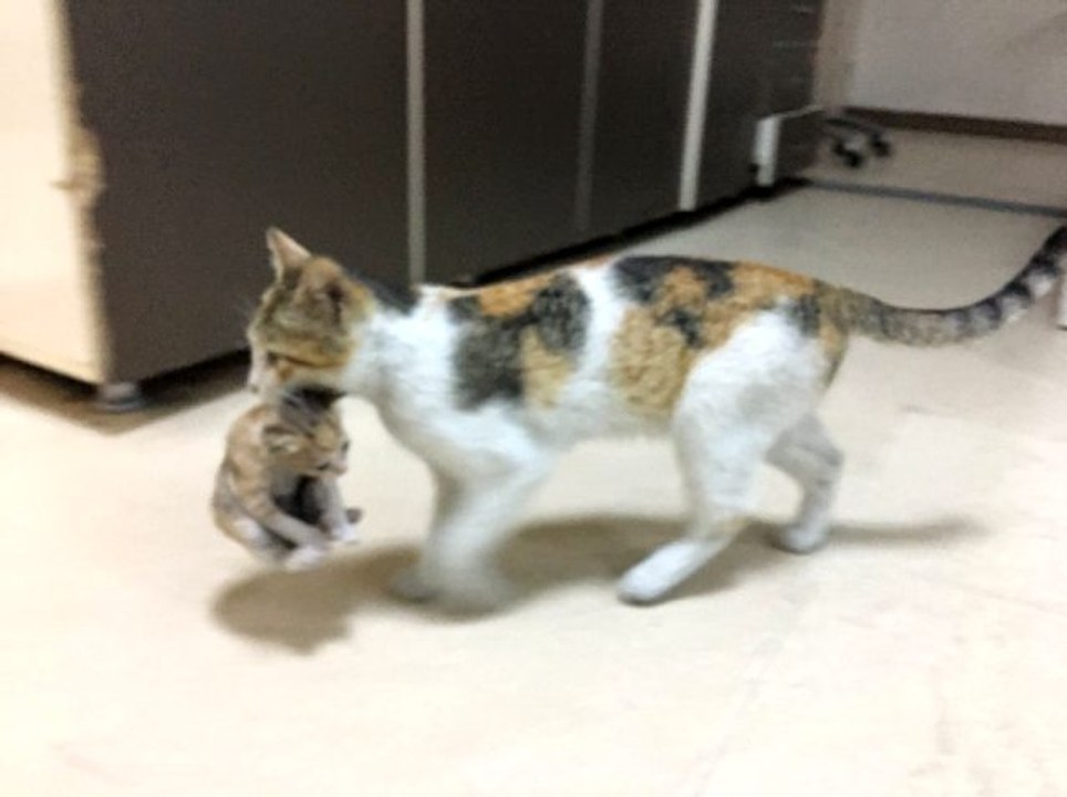Hasta yavrusunu ağzında taşıyarak acil servise götüren kedi, görenlerin yüreğini ısıttı