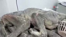 Silivri'de yaralı kangal cinsi köpek açlıktan ölmek üzereyken bulundu