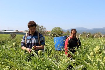 Festival iptal olunca internetten enginar satışları patladı