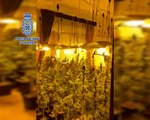 La Policía Nacional de Motril han desmantelado una plantación de marihuana