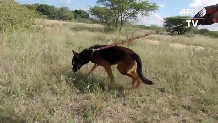 South Africa's anti-poaching rangers on duty despite lockdown