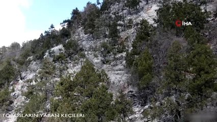 (BURDUR - montaj) -Drone ile görüntülenen yaban keçilerinin görsel şöleni