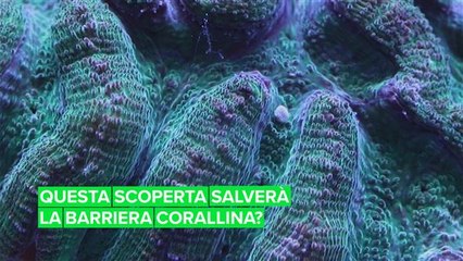C'è ancora speranza per la barriera corallina in Florida
