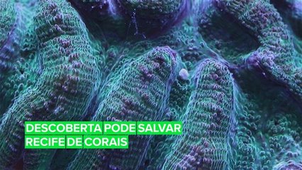 Ainda há esperança para o Recife de Corais da Flórida