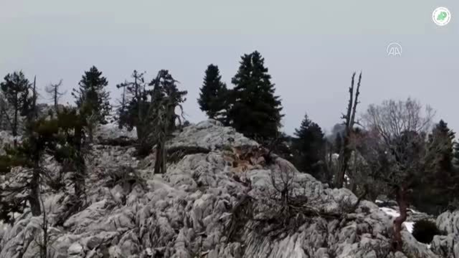 Toroslar'ın yaban keçileri havadan görüntülendi