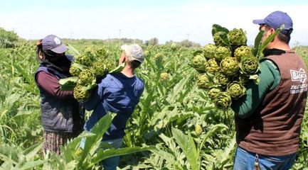 Enginarda kazanan aracı oldu: Tarlada 1, pazarda 5 lira