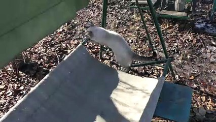 The cat swings on the swing