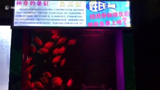 Controversy as Chinese aquarium paints family names onto fish to attract tourists