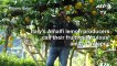 Amalfi lemon production adapts with success to virus as demand for fruit rises