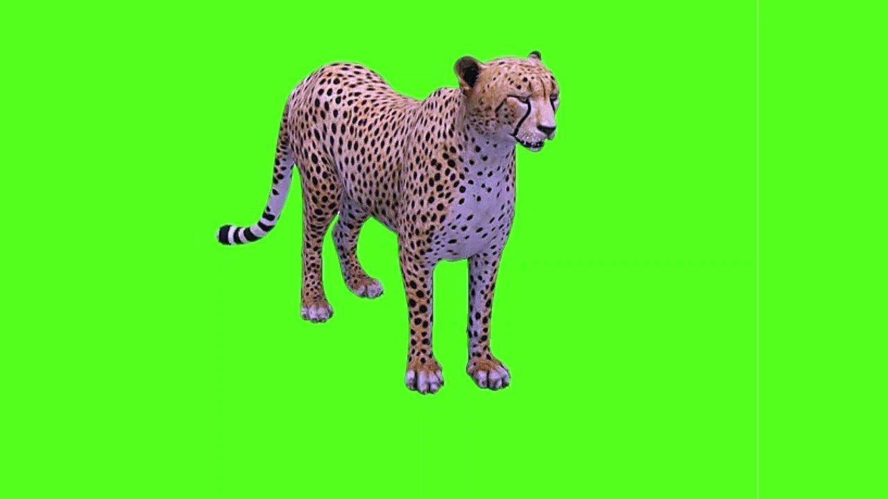 cheetah green screen cheetah Green screen background | green screen video | cheetah green screen || green screen cheetah