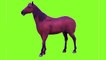animated horse Green screen background horse || green screen video || standing animated horse || green screen horse