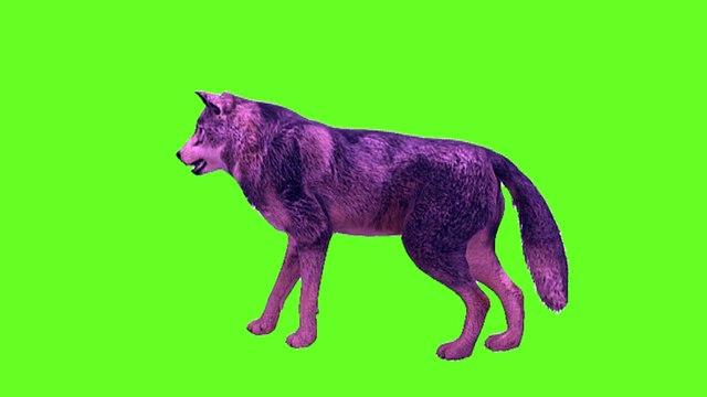 fox green screen Green screen background fox || green screen video || fox green screen || green screen fox