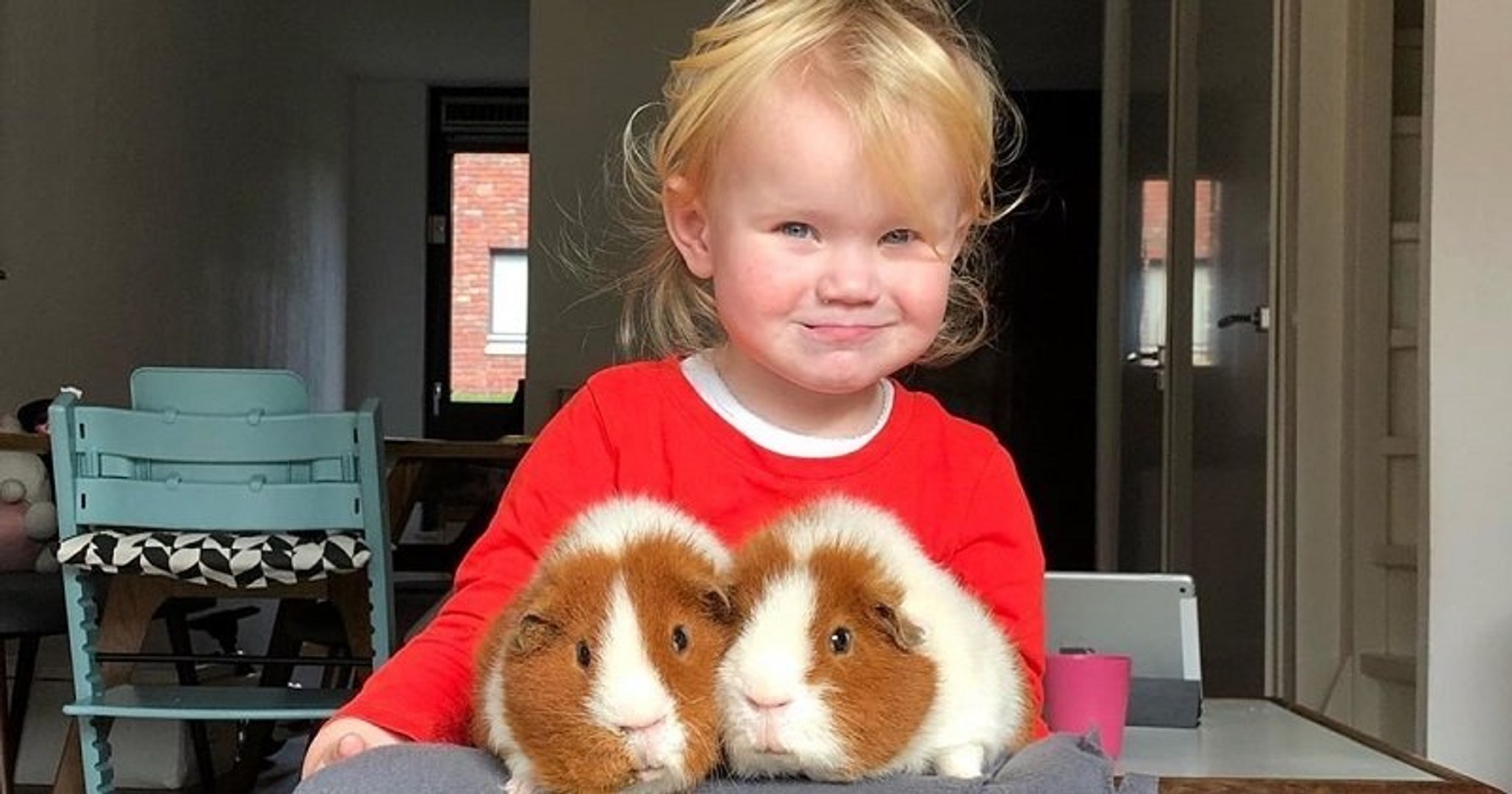 Cette Petite Fille Vit Entouree De Trois Cochons D Inde Video Dailymotion