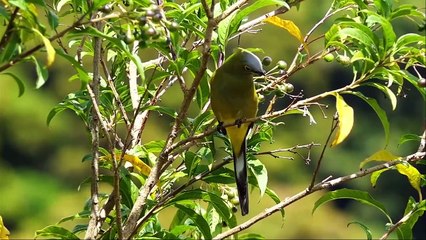 Birds of Costa Rica