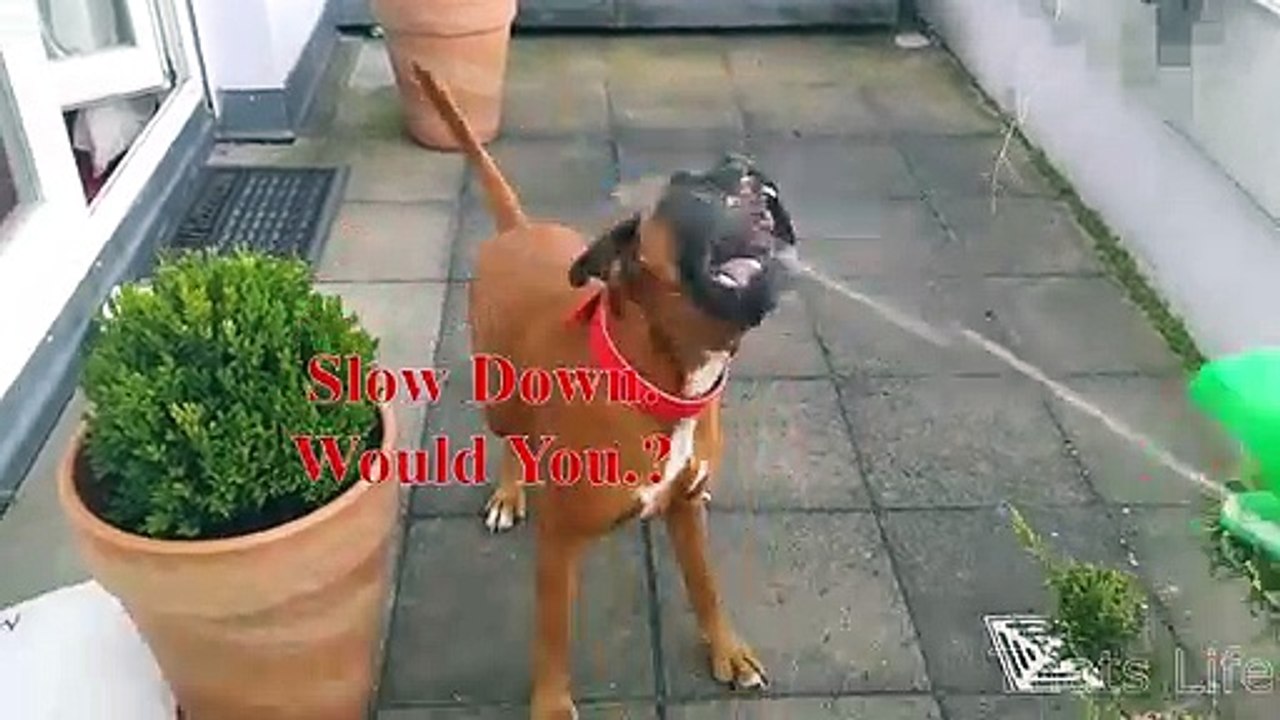 If your pet can talk #8