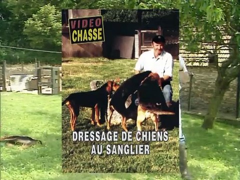 Dressage de chiens au sanglier