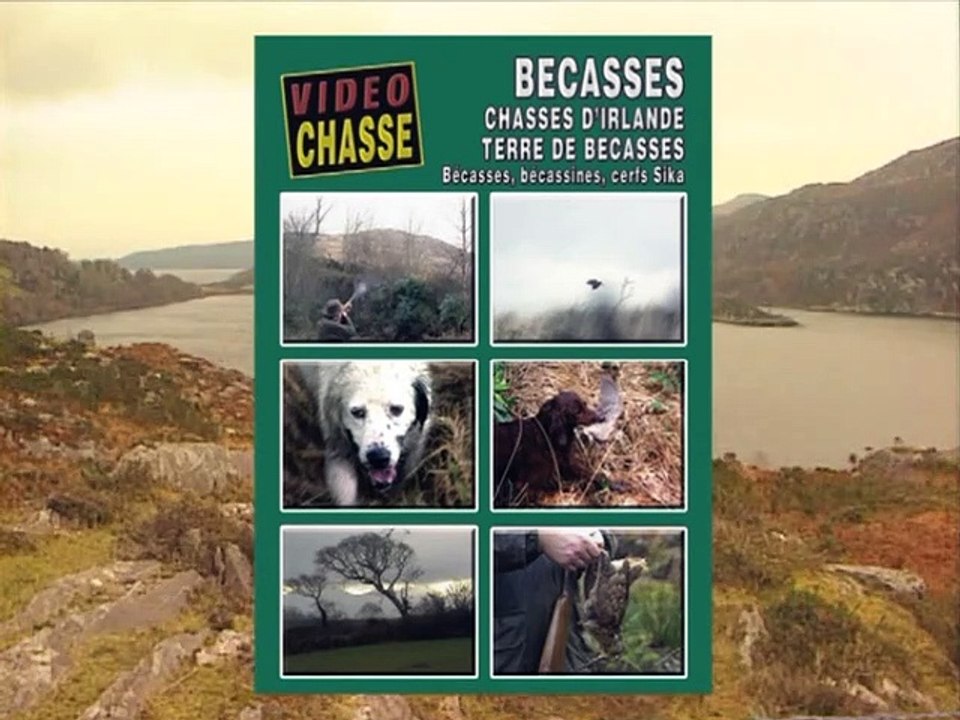 Bécasse, chasses d'Irlande, terre de bécasses