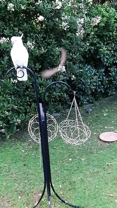 Butcherbird Makes a Cool Catch