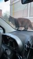 Cat Keeps Getting Startled by Car Horn