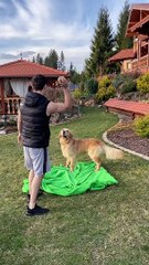 Dog Confused by Disappearing Owner
