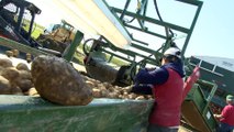 COVID-19 : Les producteurs de pommes de terre souhaitent une aide de Fredericton