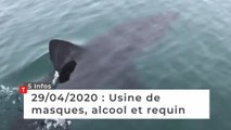 Usine de masques, alcool et requin … Cinq infos bretonnes du 29 avril