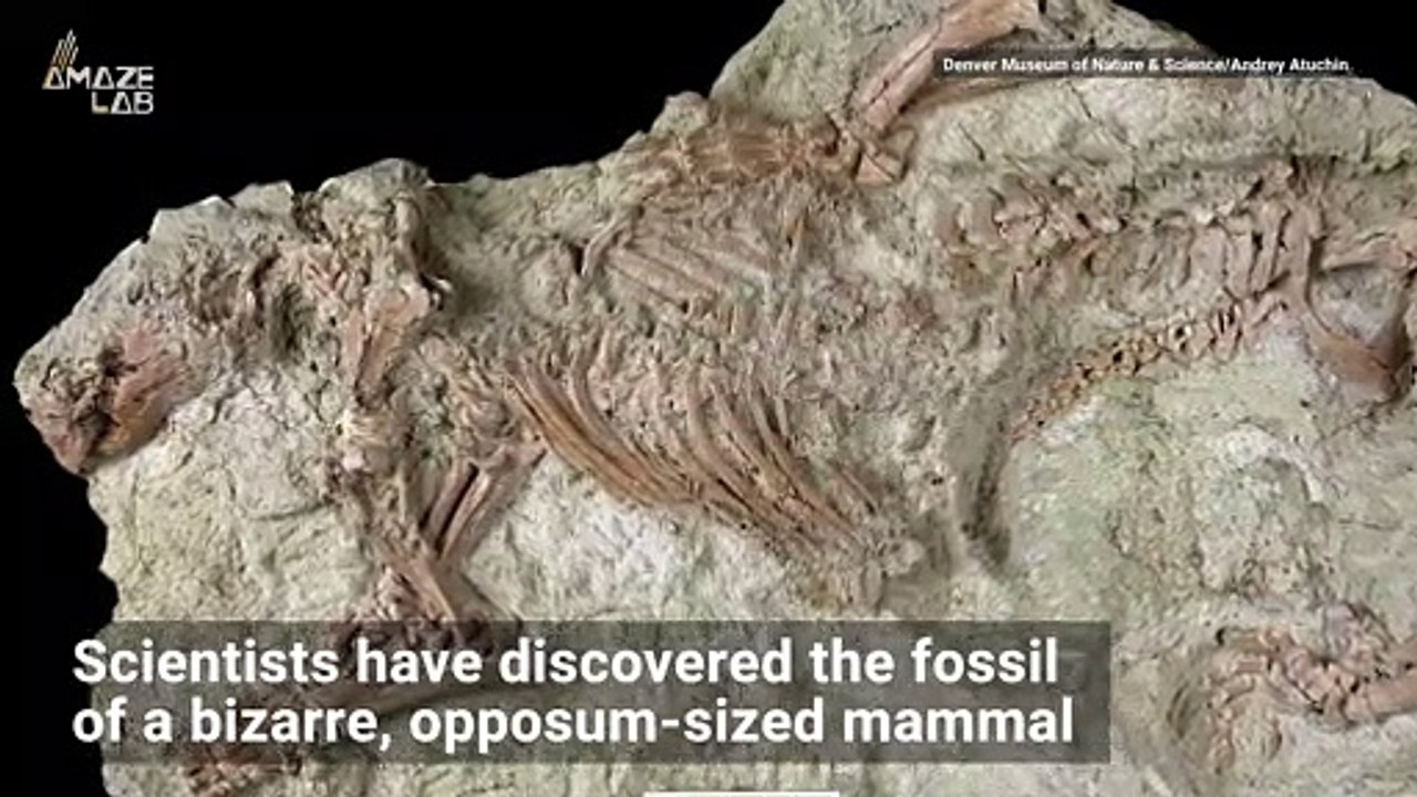 Scientists Discover ‘Outlandish’ 66-Million-Yea...
