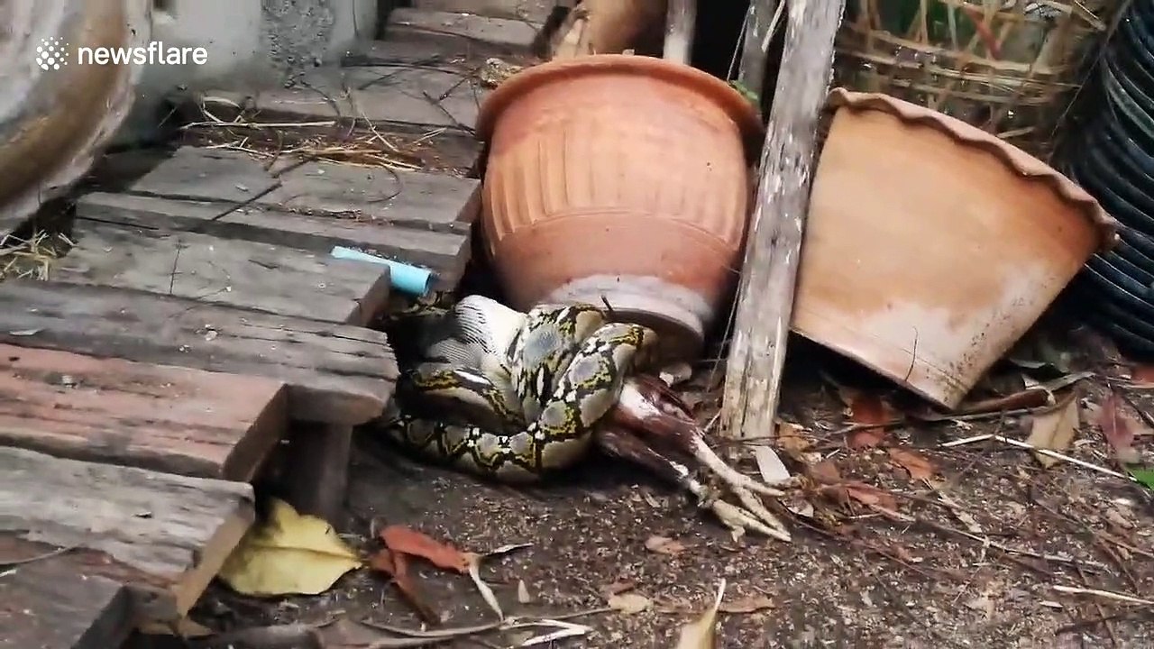 Gruesome moment python swallows pet chicken at Thai woman's back garden