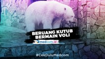 Aksi Beruang Kutub Bermain Voli saat Karantina