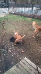 Dogs Appear to Be Digging A Hole To Bury the Golden Retriever
