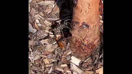 Wolf Spider Confronted by Spider Wasp