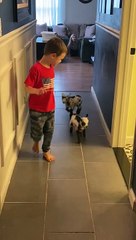 Baby Goat Plays with Kiddos Down Hallway