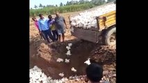Fear of Corona Virus: किसान ने कोरोना की वजह से जिंदा गाड़ दीं 6 हजार मुर्गियां, देखें VIDEO