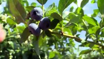 Engouement pour les fruits et légumes locaux