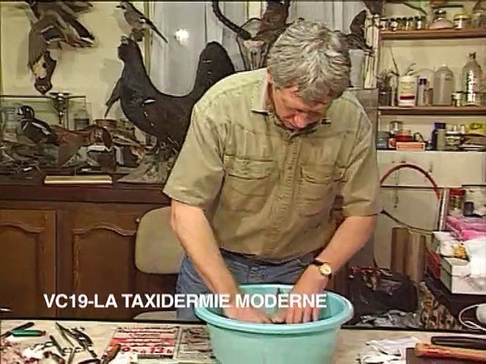 La taxidermie moderne
