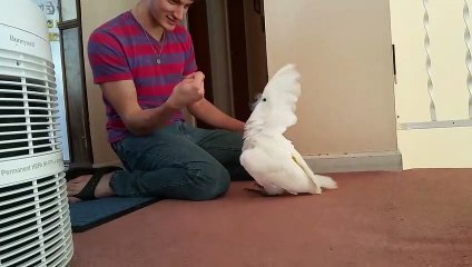 Il fait croire à son perroquet qu'il lui a volé son bec