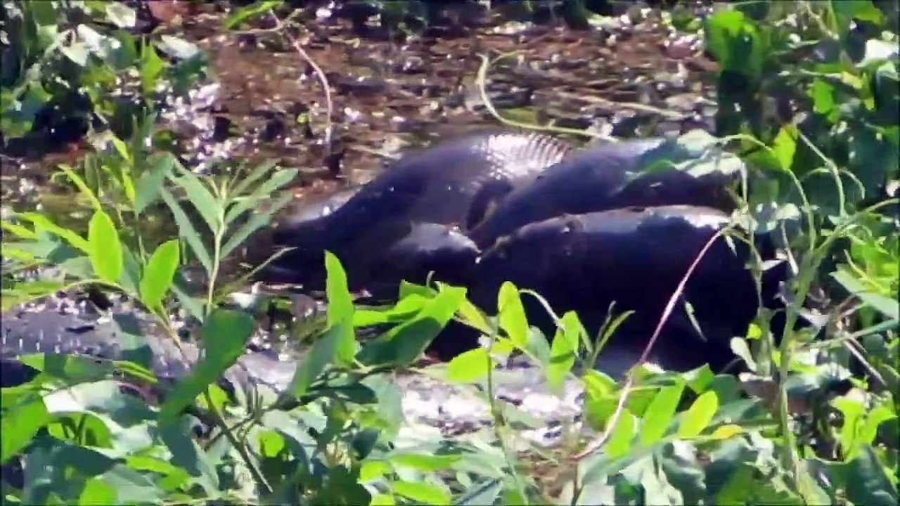 Plus grand serpent du monde, cet anaconda est immense